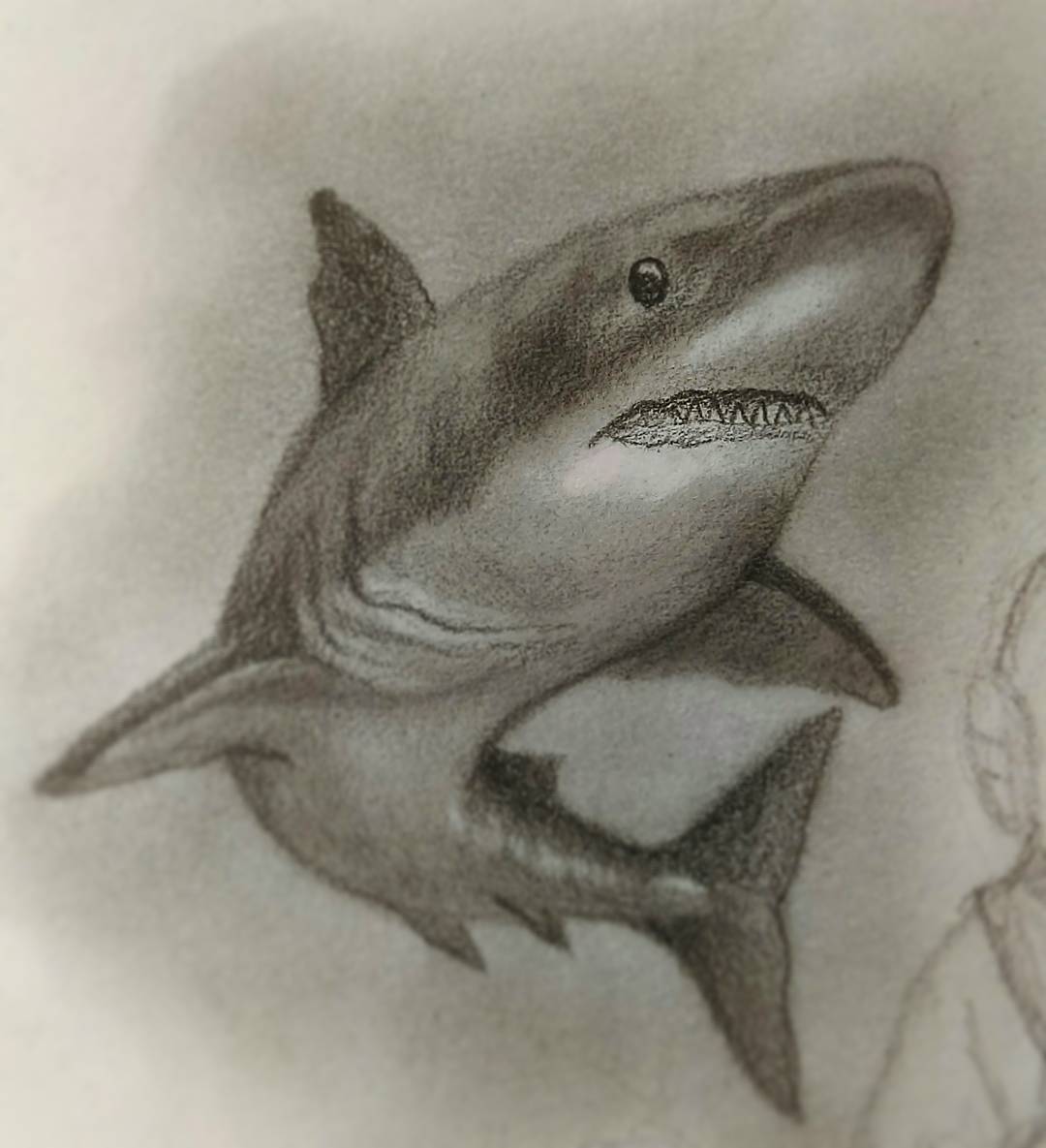 鲨鱼素描画图片步骤